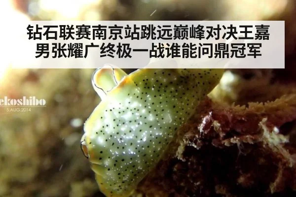 钻石联赛南京站跳远巅峰对决王嘉男张耀广终极一战谁能问鼎冠军
